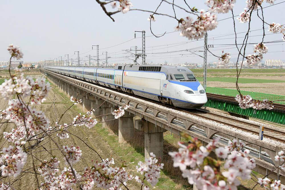 HIgh speed train on rail in outdoors along side cherry blossoms